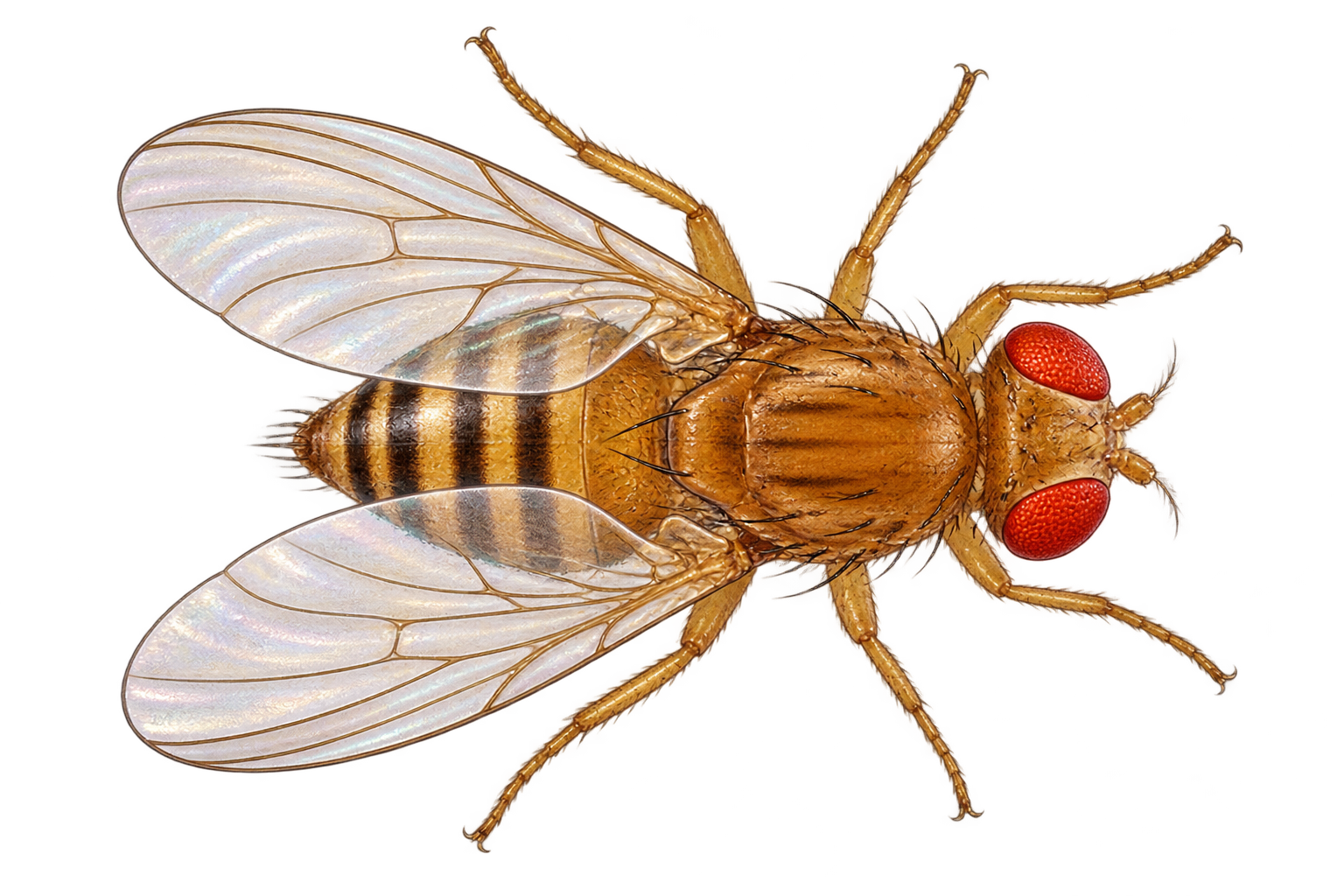 Illustrated fruit fly with red eyes and translucent wings