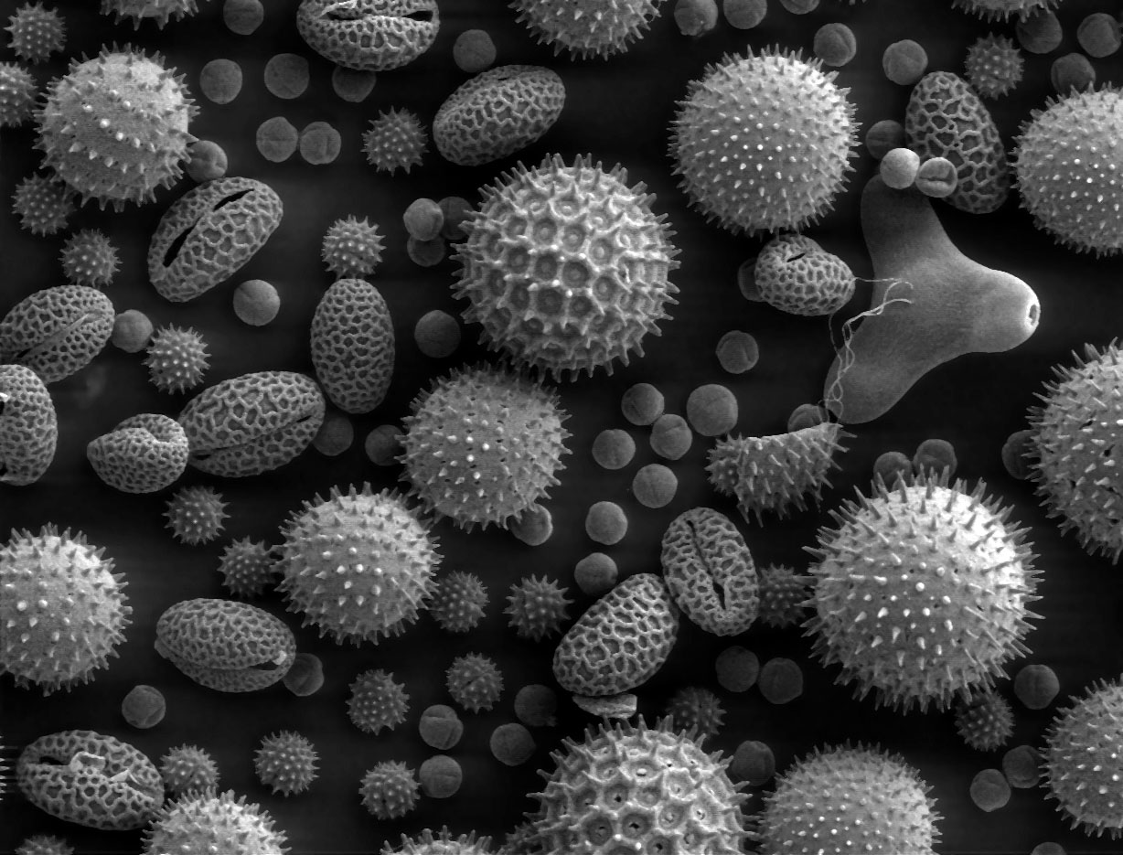 Scanning electron micrograph of pollen grains