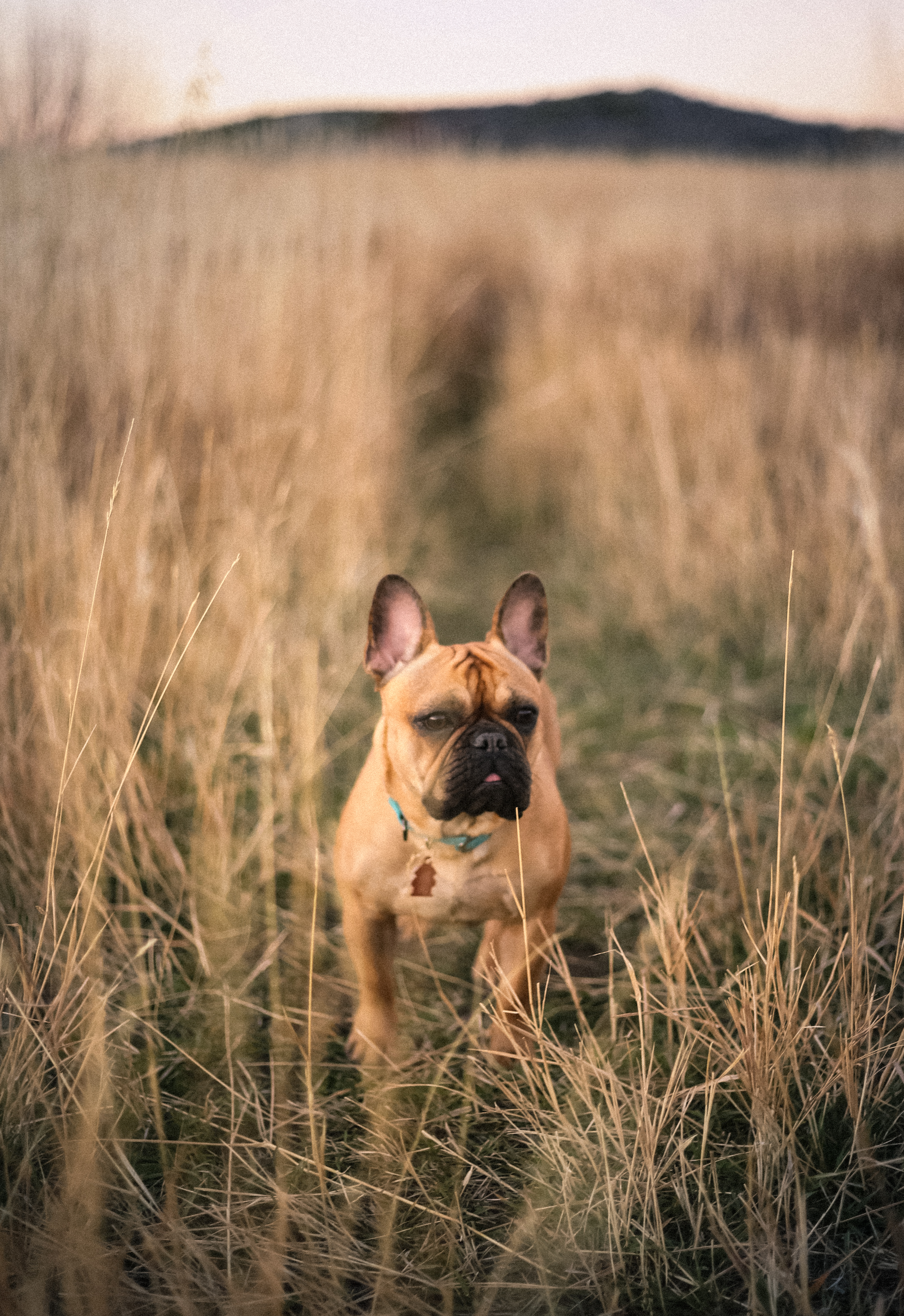 Nala Beast