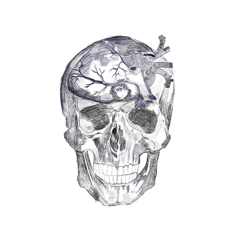 Skull Drawing