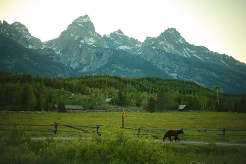 Jackson Hole Bear