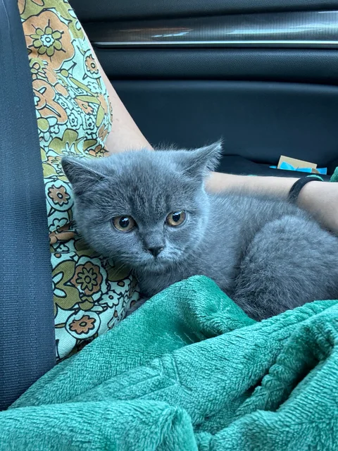 Nimbus Baby