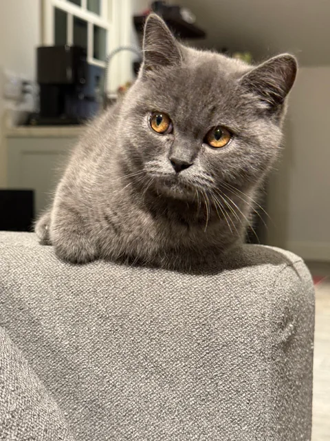 Nimbus Cute