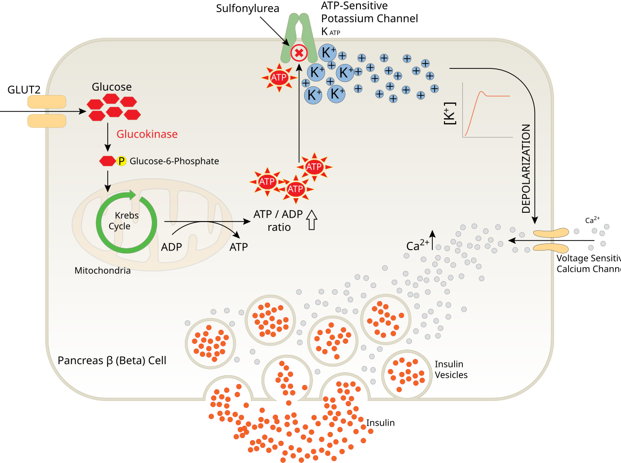 Diagram of glucose-dependent insulin release inside a pancreatic beta cell